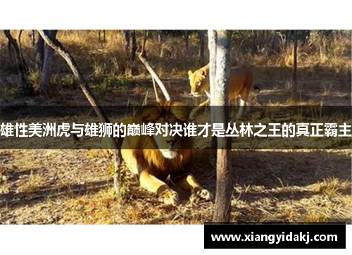 雄性美洲虎与雄狮的巅峰对决谁才是丛林之王的真正霸主